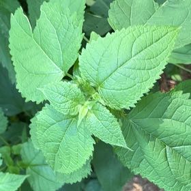 Photo of the plant species Richweed by @PrimoWatermelon named Sanders on Greg, the plant care app