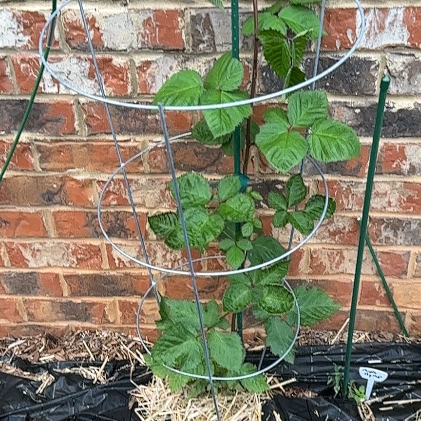 Photo of the plant species Osage Blackberry by @GemHeather77 named Osage Blackberry on Greg, the plant care app