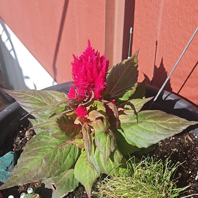 Photo of the plant species Dragon's Breath Celosia by @CivicMachofern named Winston on Greg, the plant care app