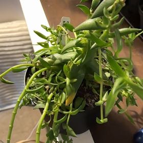 Photo of the plant species crassula shark tooth by @ValorousEllisia named Nithin on Greg, the plant care app