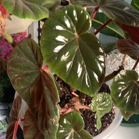 Photo of the plant species Begonia by @HeritrixBasil22 named Fernie Mac on Greg, the plant care app