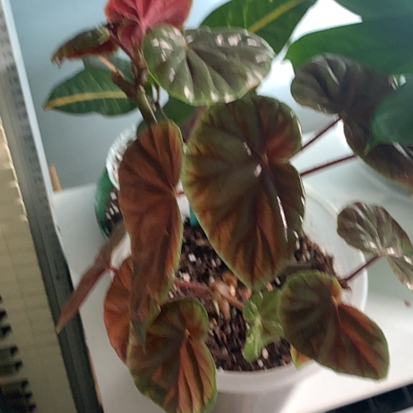 Photo of the plant species Begonia by @HeritrixBasil22 named Maya on Greg, the plant care app