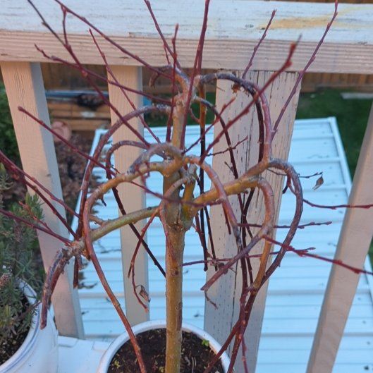 Photo of the plant species Dwarf Pussy Willow by @HipPeony20 named Michael on Greg, the plant care app