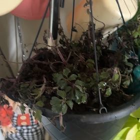 Photo of the plant species Purple Plush by @SharpColeus53 named purple plant on Greg, the plant care app