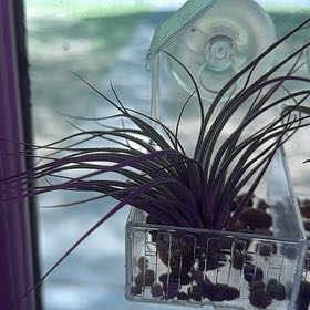 Photo of the plant species Air Plant by @SharpColeus53 named air plant 2 on Greg, the plant care app