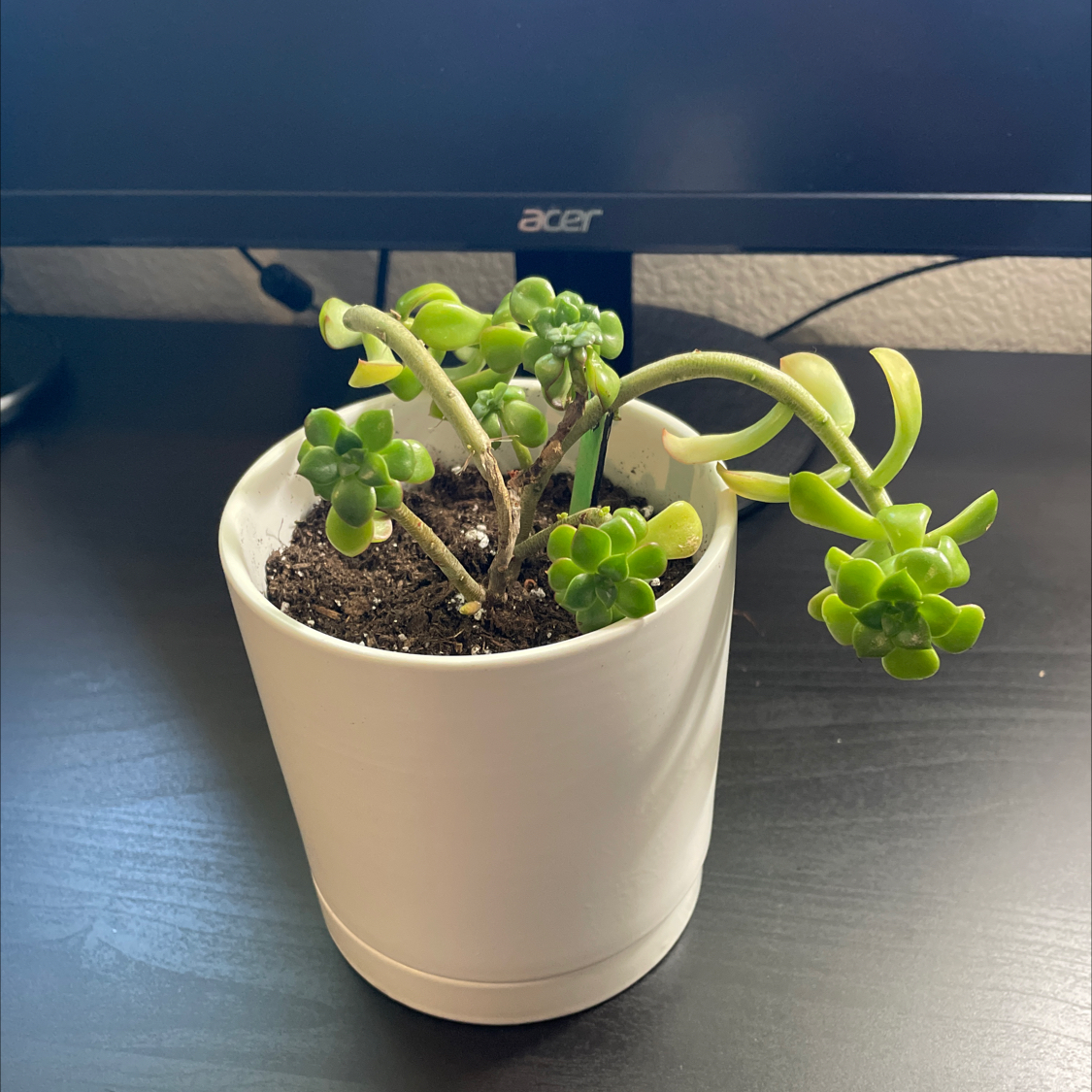 Photo of the plant species Echeveria supia by Aidann named Lilith on Greg, the plant care app