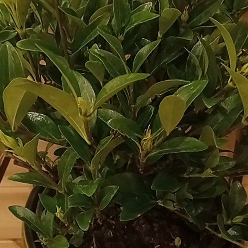 Photo of the plant species Gardenia 'Jubilation' by @UltraFanmoss40 named Duke on Greg, the plant care app