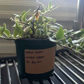 Photo of the plant species Bolero Bicolor Lipstick by @zo3ygr0ws named Apollo on Greg, the plant care app