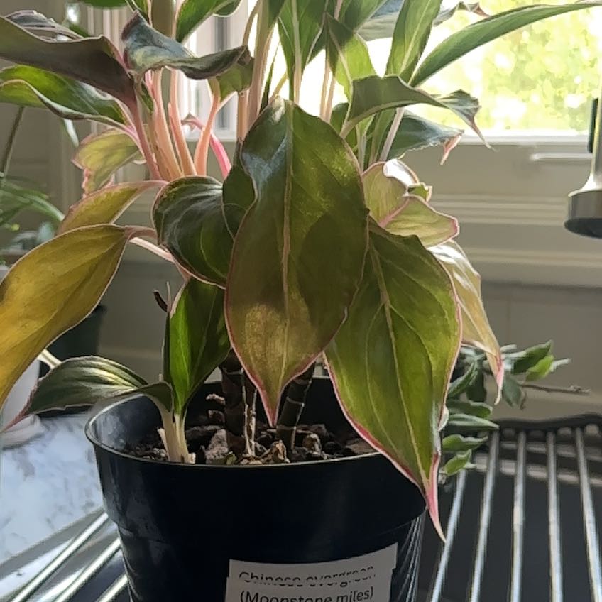 Photo of the plant species aglaonema moonstone by @zo3ygr0ws named Miley on Greg, the plant care app