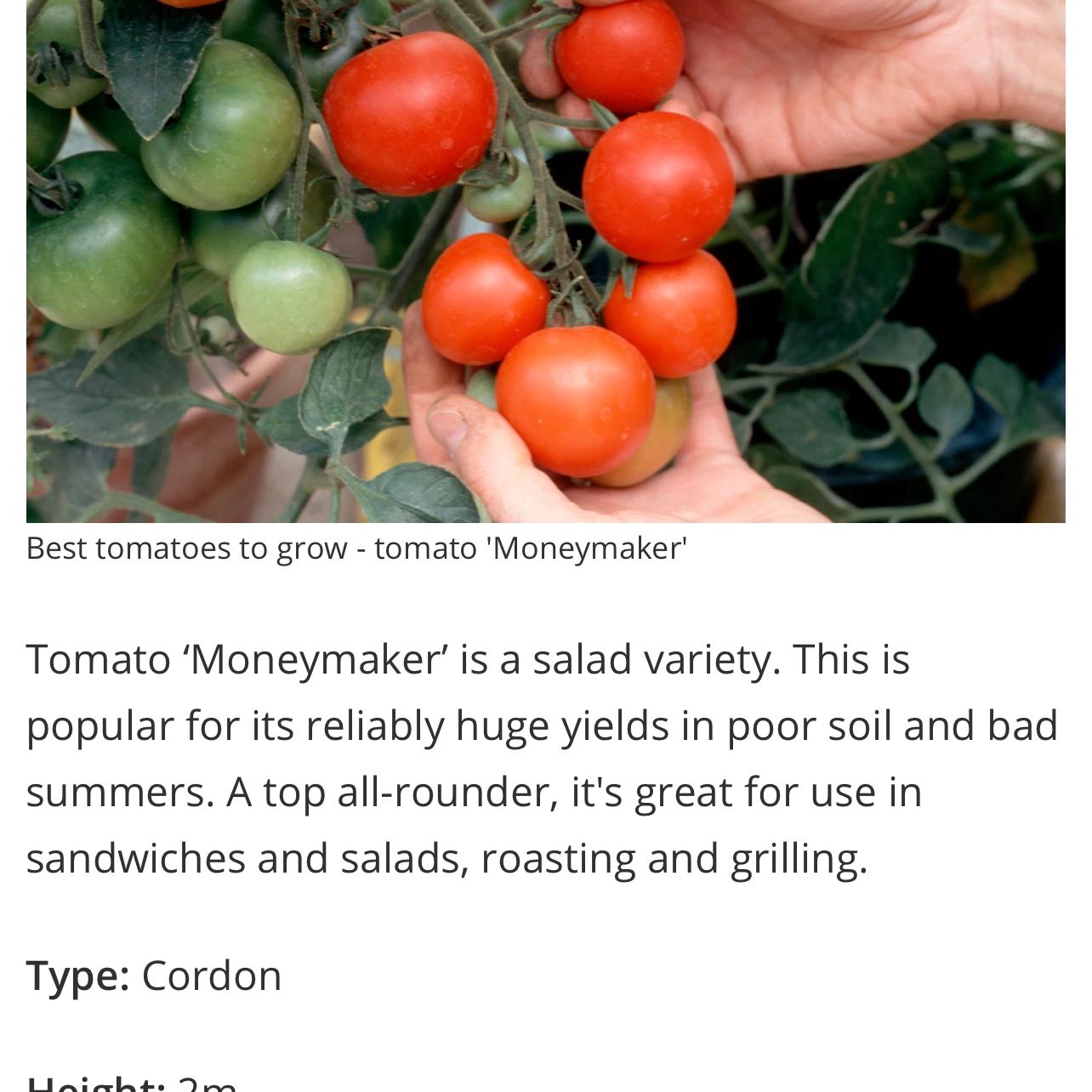 Photo of the plant species Tomato 'Moneymaker' by @RadRedbetel27 named Denali on Greg, the plant care app