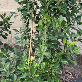 Photo of the plant species Indian Laurel by @BrotherlyYuzu named Lola on Greg, the plant care app