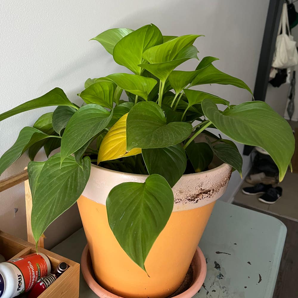 Homalomena Black Velvet Plant Care: Water, Light, Nutrients Homalomena Black Velvet Plant Care: Water, Light, Nutrients