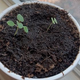 Photo of the plant species Impatiens by @MaximalRadish45 named Shakira on Greg, the plant care app