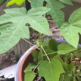 Photo of the plant species Papaya by @RealWavycap21 named Athena on Greg, the plant care app