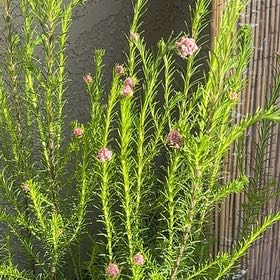 Photo of the plant species Rice Flower by @BriskBlusher91 named Mando on Greg, the plant care app