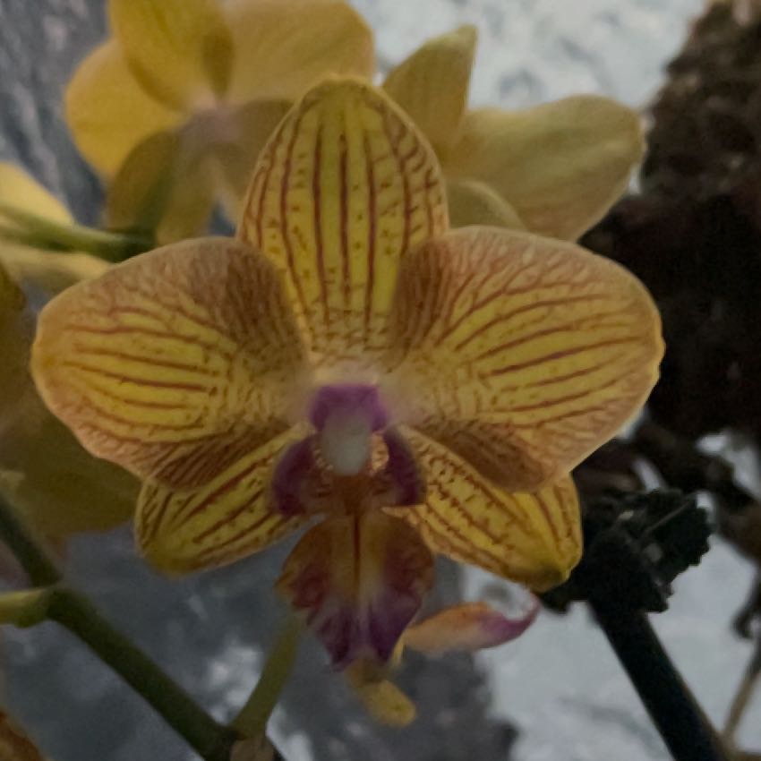 Photo of the plant species Striped Sun Orchid by @LoyallyBacopa4 named Luna on Greg, the plant care app