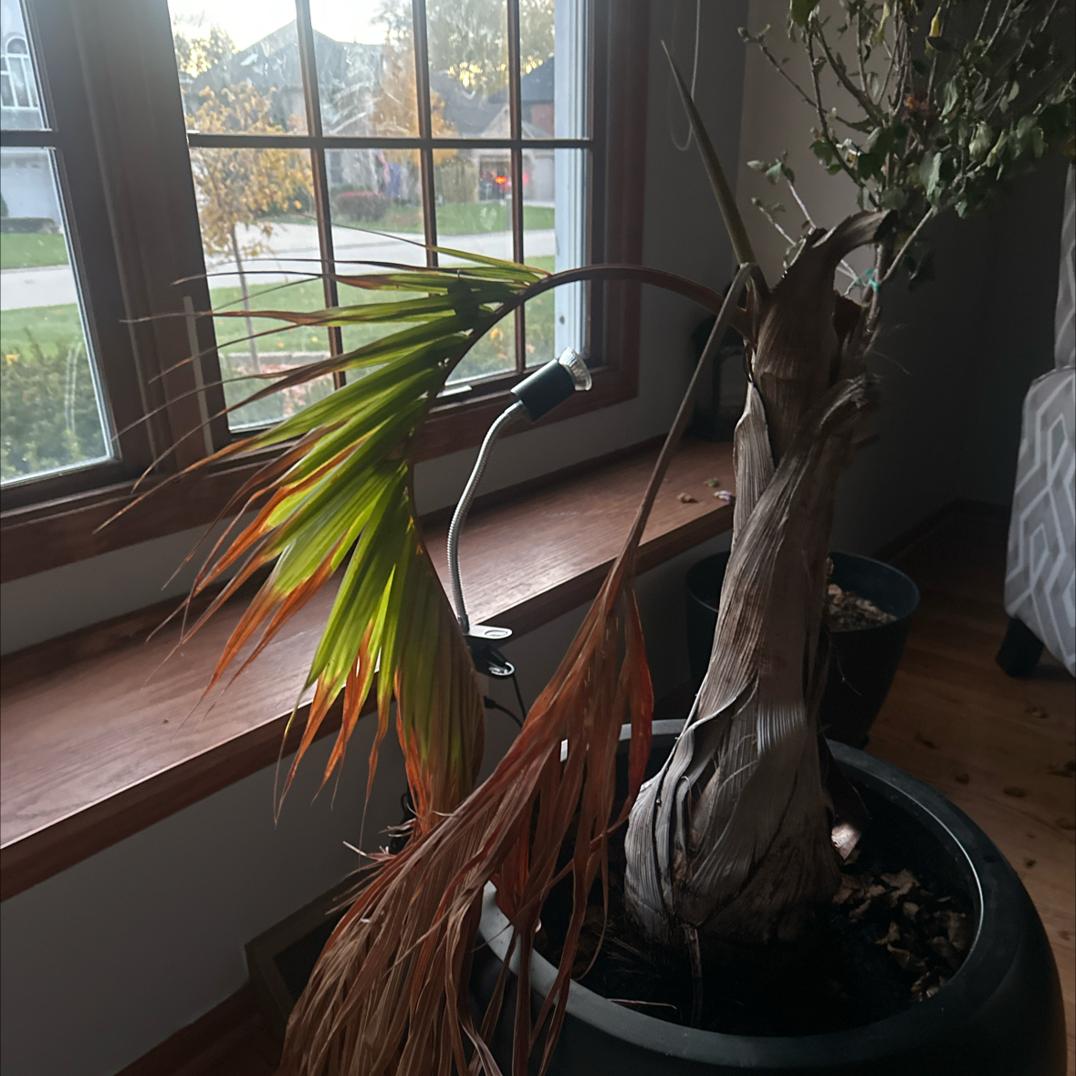 Photo of the plant species Champagne Palm by @HotHedera98 named Sol on Greg, the plant care app