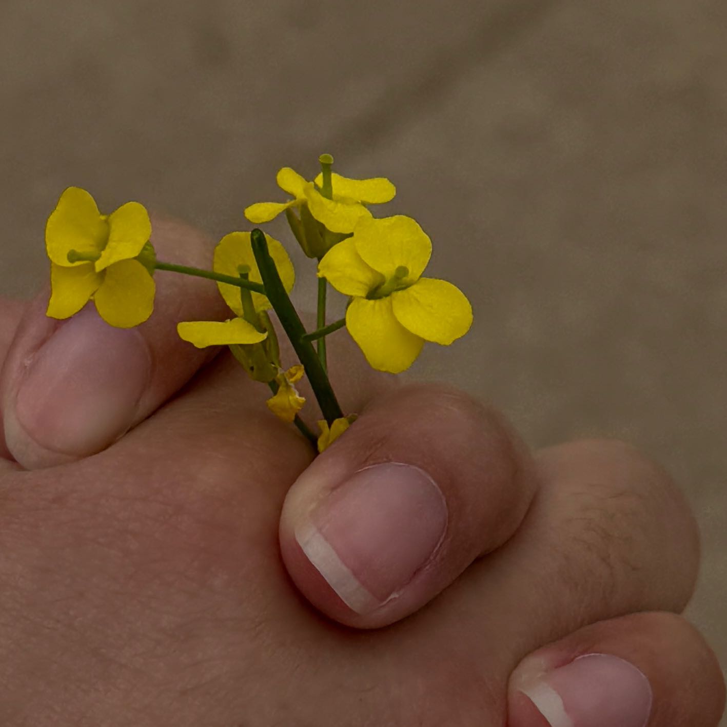 Photo of the plant species Rutabaga by @ZestfulBuroak named Sage on Greg, the plant care app