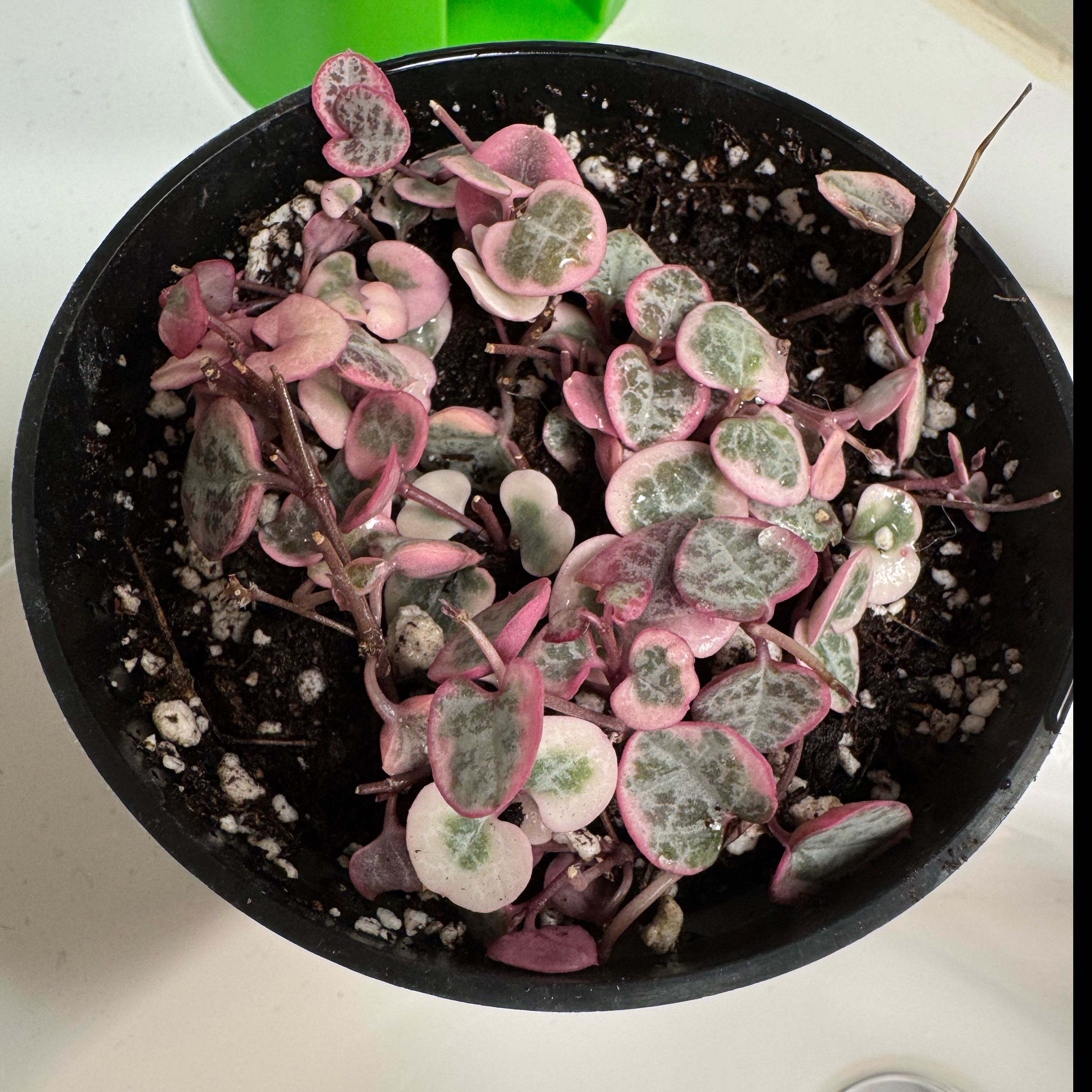 Photo of the plant species String of Hearts by @YardYellowbird named Madonna on Greg, the plant care app