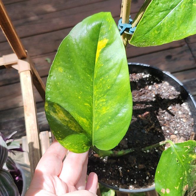 Photo of the plant species Kujang Yellow Flame Epipremnum Pinnatum by @EquableCatmint named Maya on Greg, the plant care app