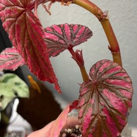 Photo of the plant species Begonia brevirimosa subsp. brevirimosa by @RegalBlacksage named Yatzee on Greg, the plant care app