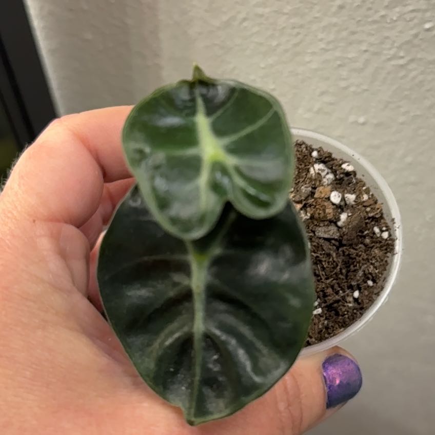 Photo of the plant species Balloon Heart by @RegalBlacksage named Bob Woodruff on Greg, the plant care app
