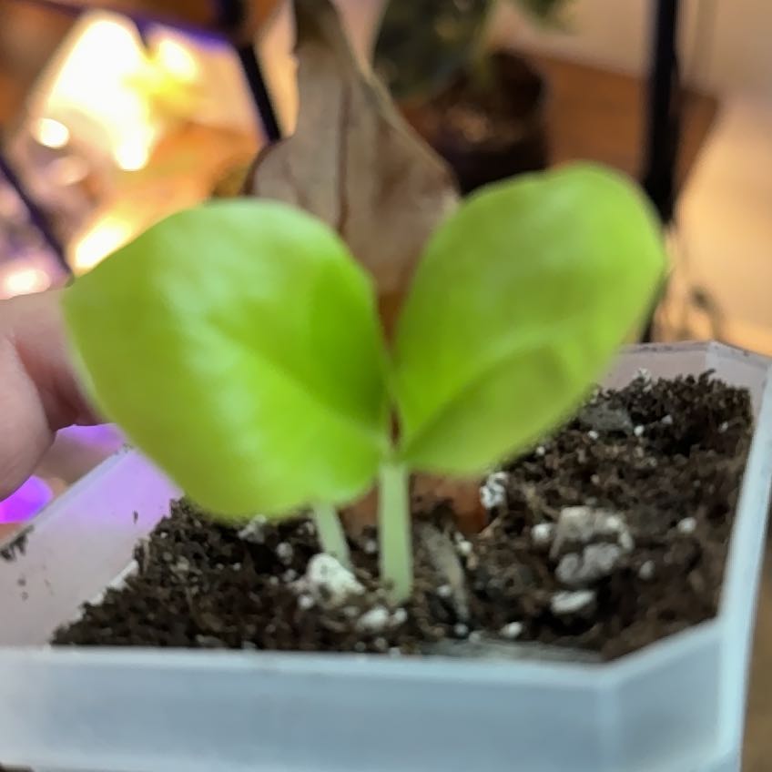 Photo of the plant species Variegated ZZ by @RegalBlacksage named Gorgina on Greg, the plant care app