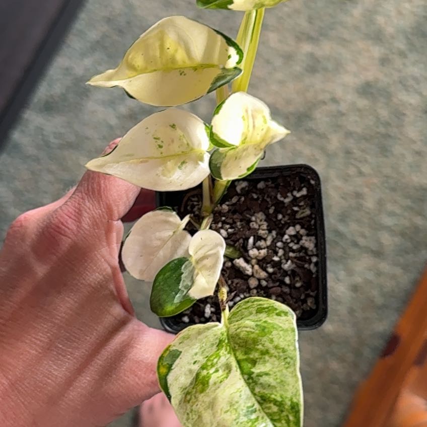 Photo of the plant species Japanese Global Pothos by @RegalBlacksage named Kylan on Greg, the plant care app