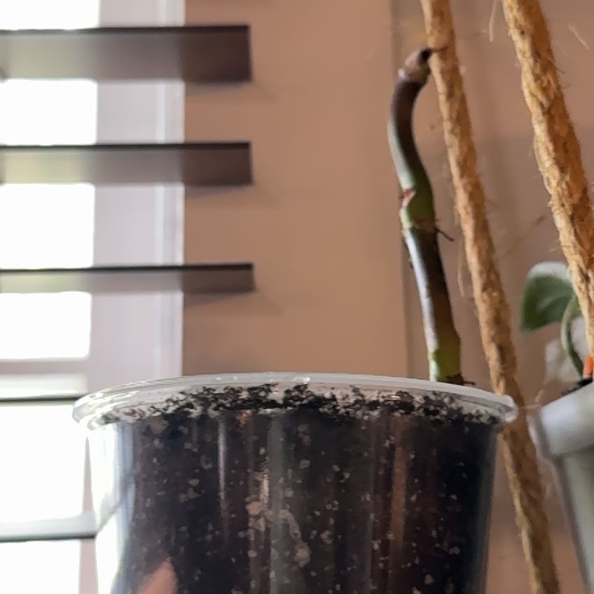 Photo of the plant species Philodendron 'El Choco' by @RegalBlacksage named PainInMyAss on Greg, the plant care app