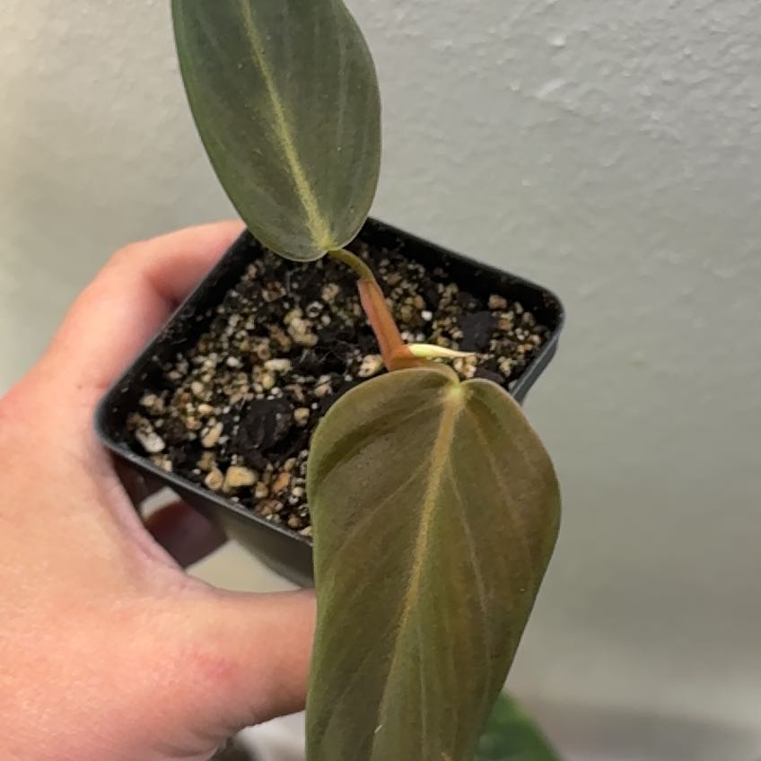 Photo of the plant species Philodendron gigas by @RegalBlacksage named Mabel on Greg, the plant care app
