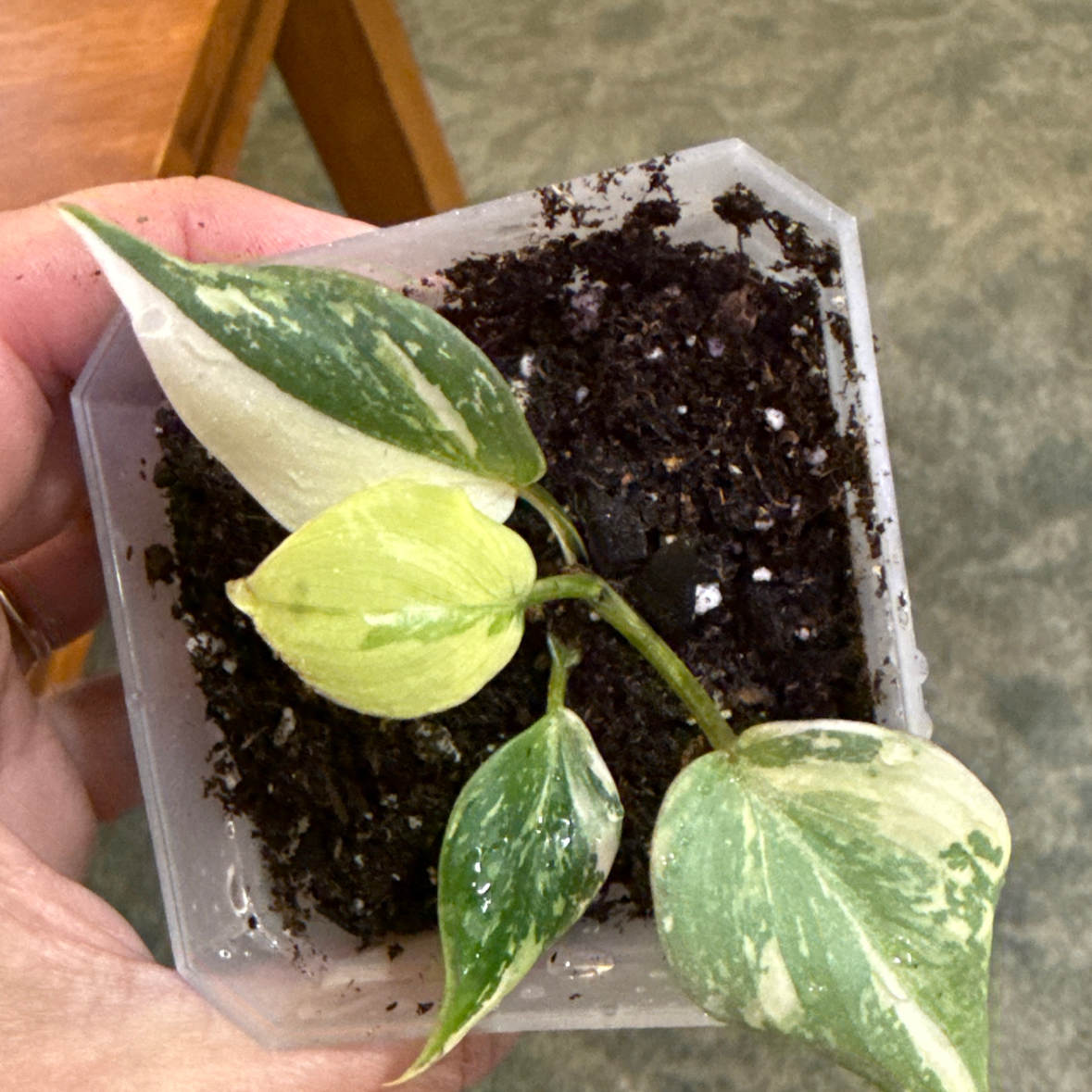 Photo of the plant species Variegated Philodendron gloriosum by @RegalBlacksage named Agitha on Greg, the plant care app
