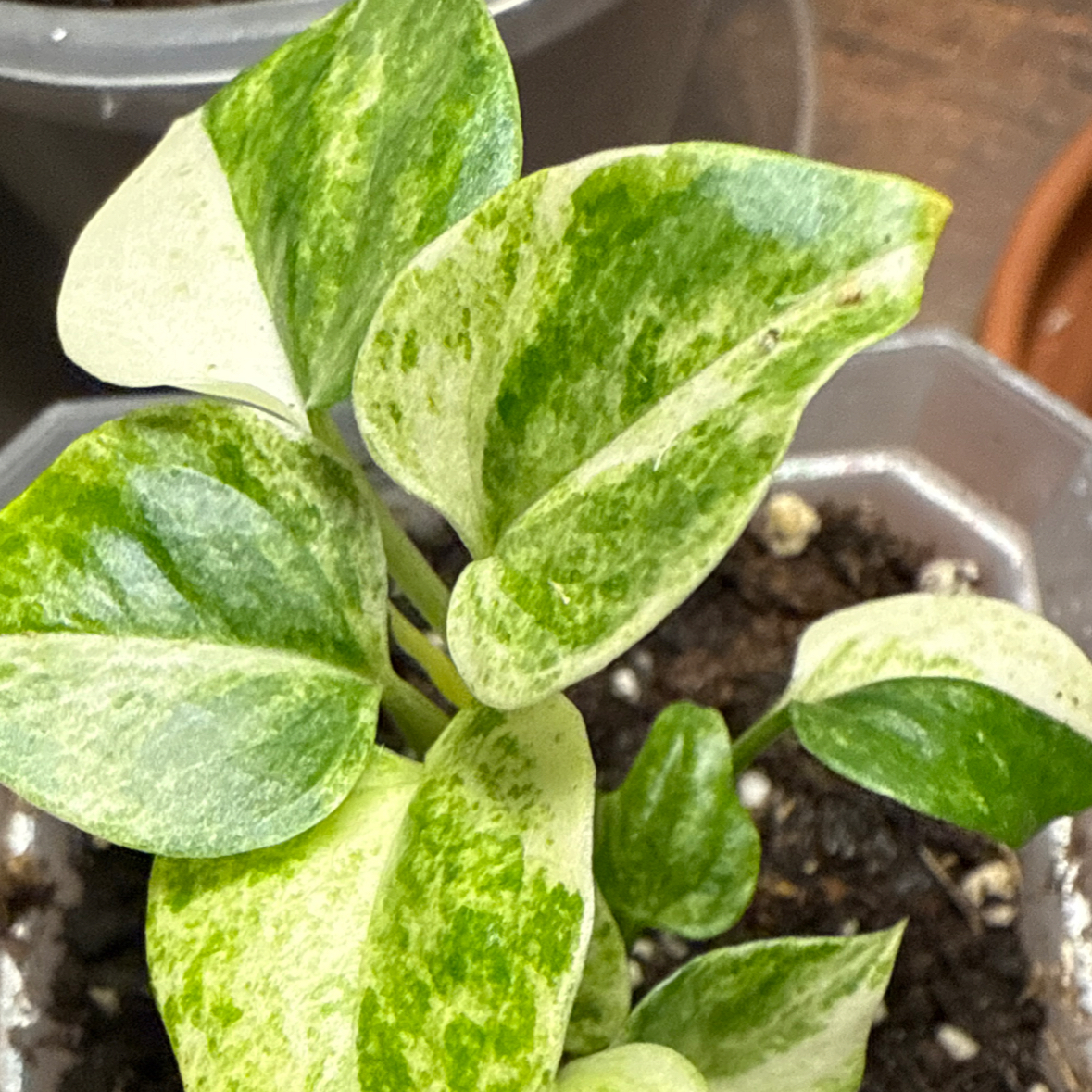 Photo of the plant species Palm Anthurium by @RegalBlacksage named Sir Plancelot on Greg, the plant care app