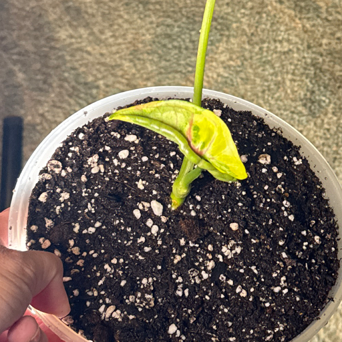 Photo of the plant species Syngonium Mango Allusion Variegated by @RegalBlacksage named Bonnie on Greg, the plant care app