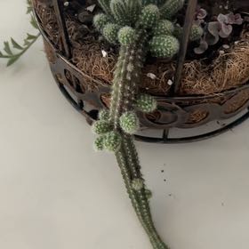 Photo of the plant species Rat Tail by @ToughAzurebluet named Doja Cat on Greg, the plant care app