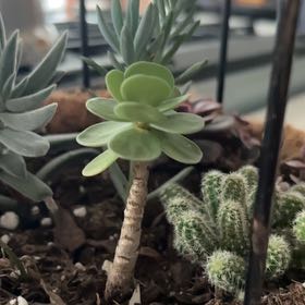 Photo of the plant species 'Ihi by @ToughAzurebluet named Peter Parker on Greg, the plant care app
