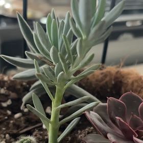 Photo of the plant species Blue Chalksticks by @ToughAzurebluet named Marilyn on Greg, the plant care app