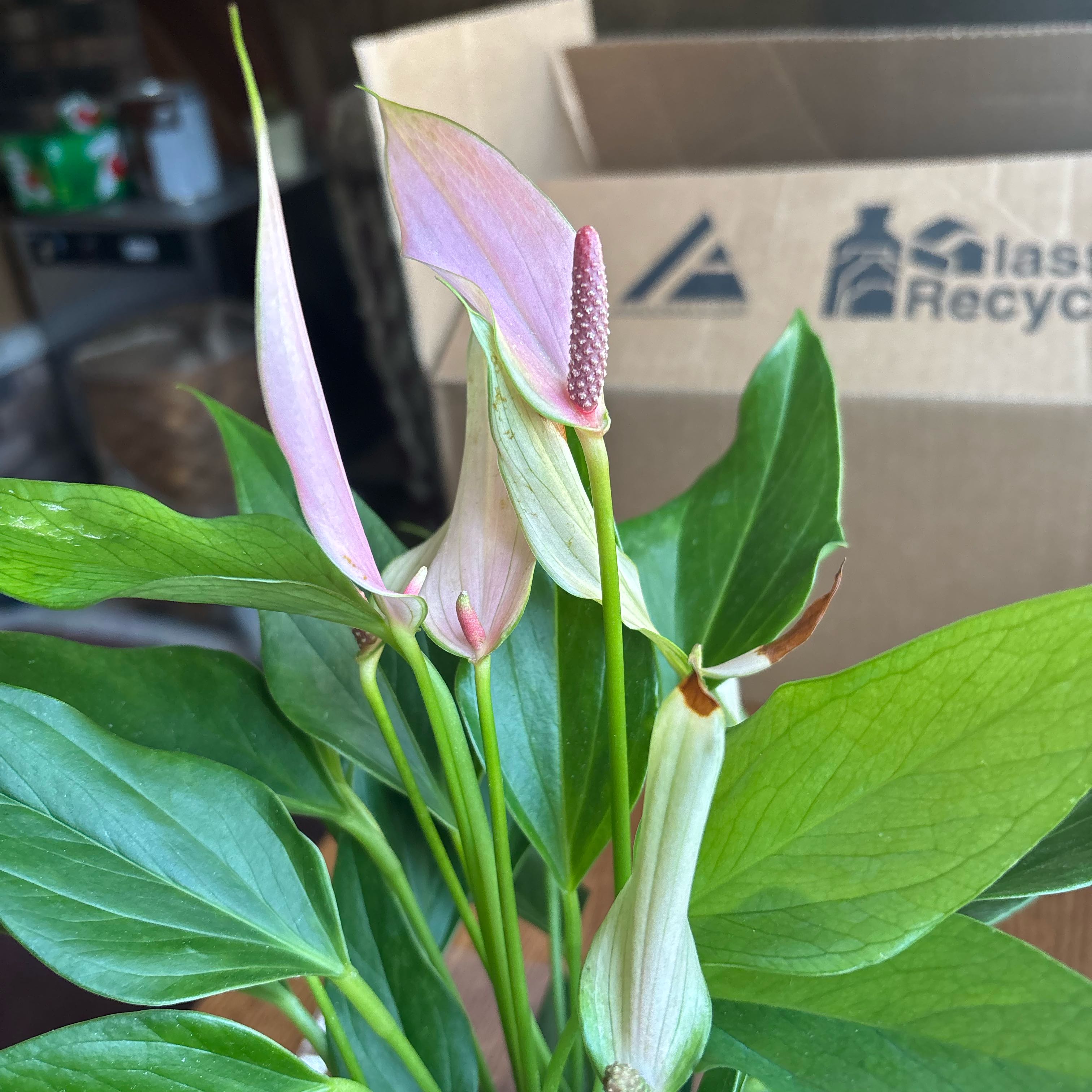 Photo of the plant species Lilli by @ToughAzurebluet named Delilah on Greg, the plant care app