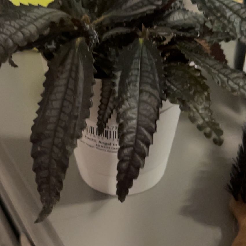 Photo of the plant species Pilea 'Black Mystery' by @FitKanono18 named Mochi on Greg, the plant care app