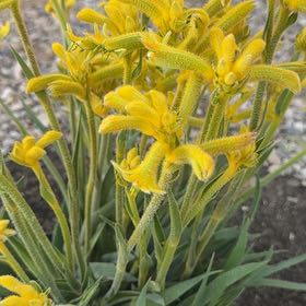 Photo of the plant species Yellow Kangaroo Paw Fern by @NewDoubleclaw85 named Terra on Greg, the plant care app