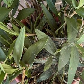 Photo of the plant species Pink Rock Orchid by @LovingAnthora named Yung Tess on Greg, the plant care app