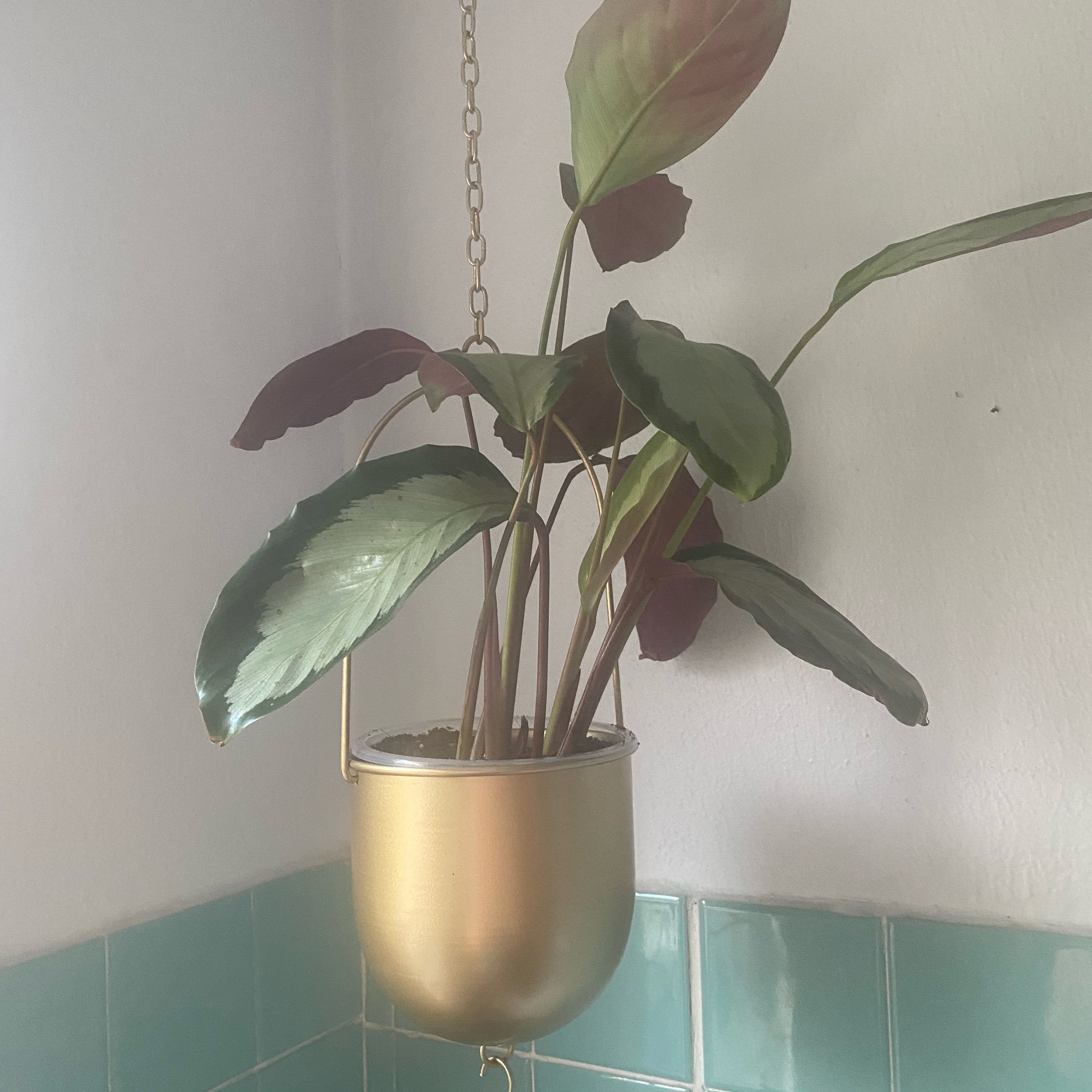 Photo of the plant species Calathea Royal Standard by @QuietCoralswirl named Queen on Greg, the plant care app