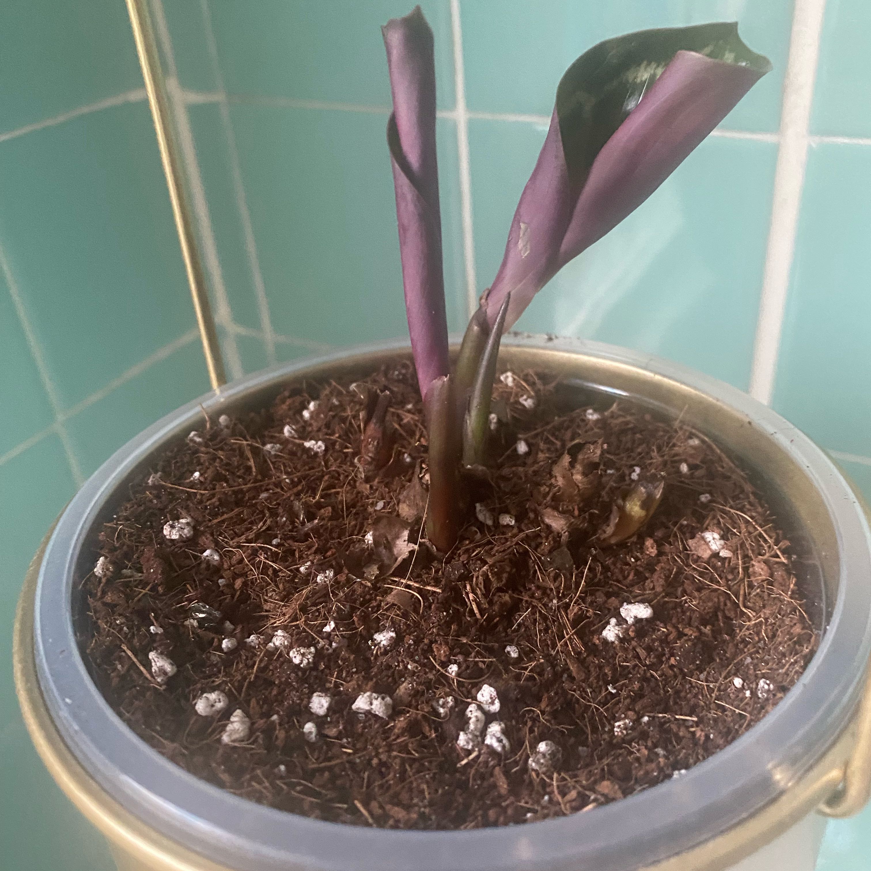 Photo of the plant species Medallion Prayer Plant by @QuietCoralswirl named Keanu Leaves on Greg, the plant care app