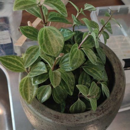 Photo of the plant species Rocca Verde by @CertainErophaca named Walt on Greg, the plant care app
