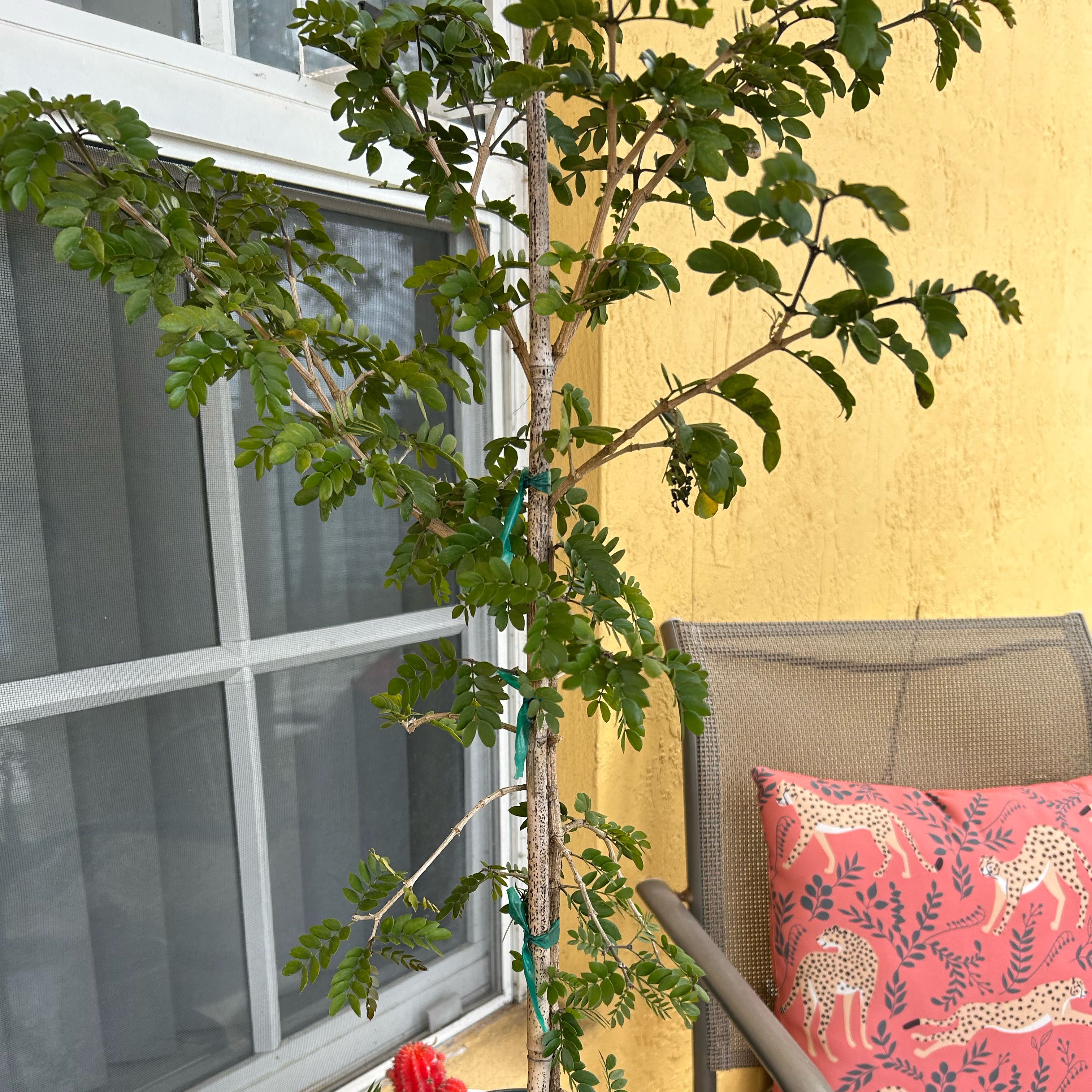 Photo of the plant species Holywood by @RulerCowslip named Ariadne on Greg, the plant care app