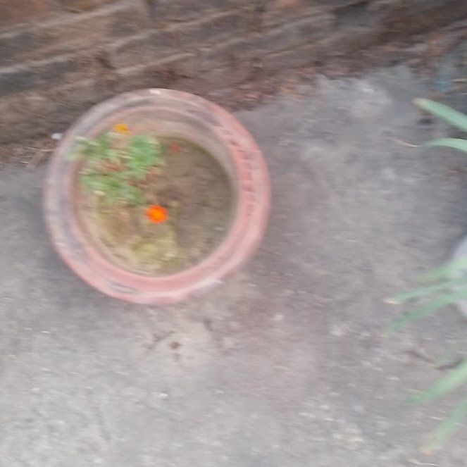 Photo of the plant species African Marigold 'Proud Mari Gold' by @BigTobacco12 named Mollie on Greg, the plant care app
