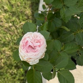 Photo of the plant species Rose by @YoungClusia23 named Madonna on Greg, the plant care app