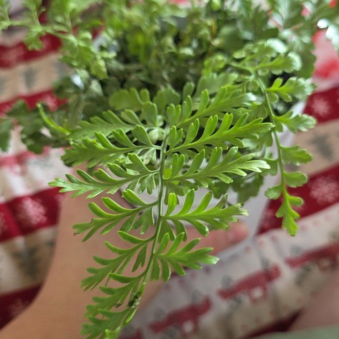 Photo of the plant species Mother Fern by @StellarWeed6 named Miss on Greg, the plant care app