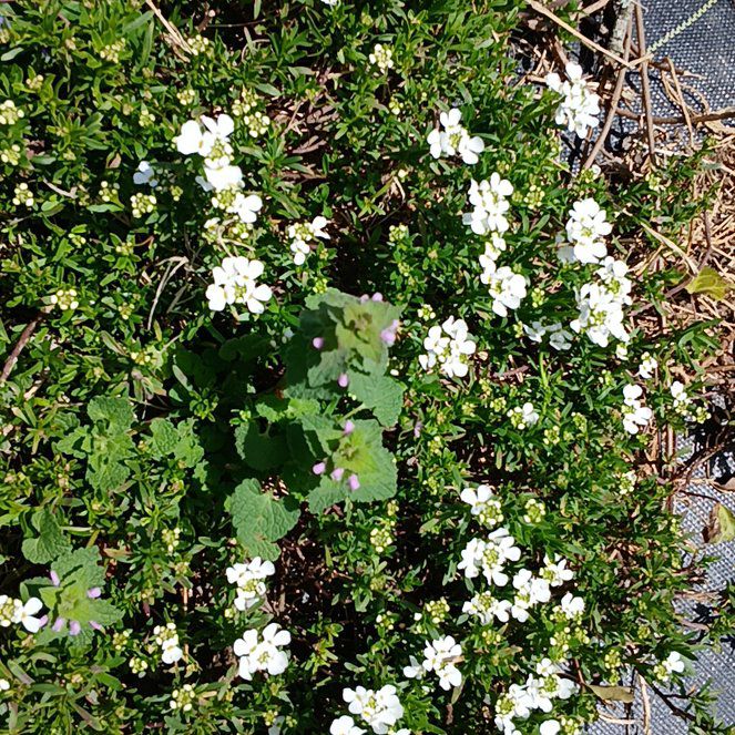 Photo of the plant species Mountain Sandwort by @RadiantSnowdrop named Deochi on Greg, the plant care app