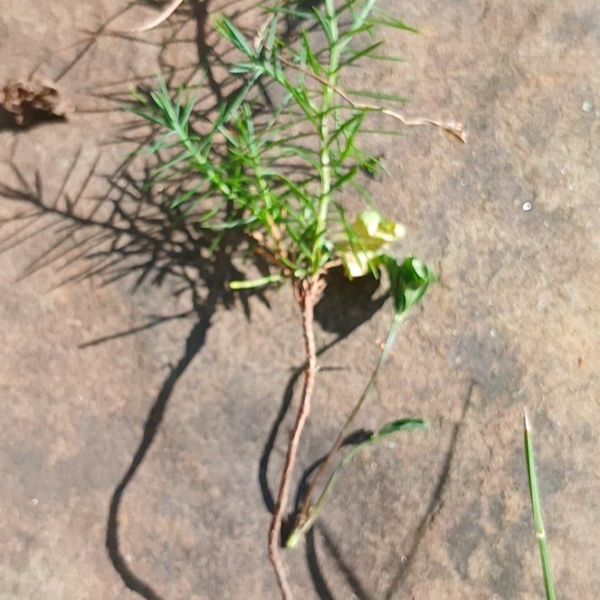 Photo of the plant species Butter and Eggs by @RadiantSnowdrop named Rihanna on Greg, the plant care app