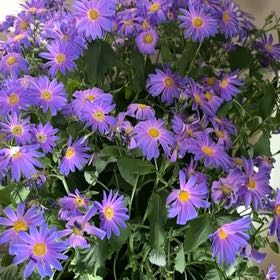 Photo of the plant species Senetti by @BiggestMedeola named LAVENDER💜 on Greg, the plant care app